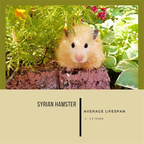 hamster live|The Hamster's Lifespan .